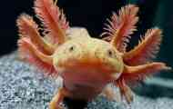 Mehiški axolotl